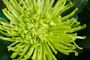 Chrysanthemum on a green background