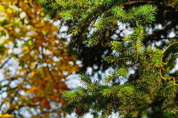 Branches of a green Christmas tree with small green needles in the light of a yellow sunset....