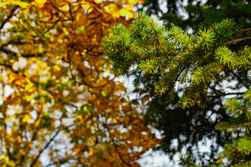Branches of a green Christmas tree with small green needles in the light of a yellow sunset. Natural and natural background, elements and details of coniferous wood close-up