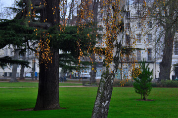 tree in the park