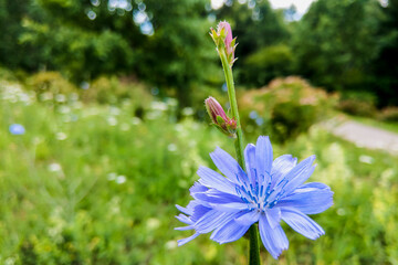 blue flowers of common chicory close up in summer.