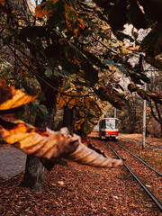 Lonely train in golden autumn. - 396132217