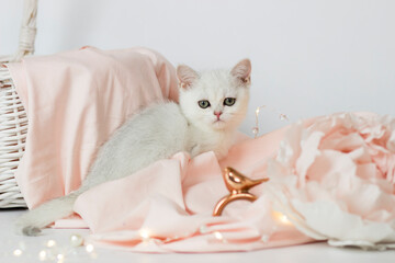 British Shorthair kitten of silver color on white and pink backgrounds. Cute cat