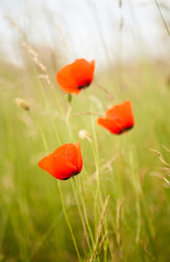 Three poppy flowers in the field.