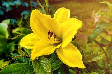 Bouquet of fresh colored lilies in the garden.