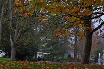 Naklejka premium autumn in the park with trees