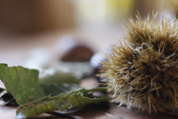 detail of chestnut leaves, with its chestnut fruits on wooden table.
dry leaves, spikes and branches.