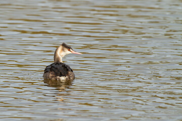 Podiceps cristatus, fine-beaked water bird with winter plumage