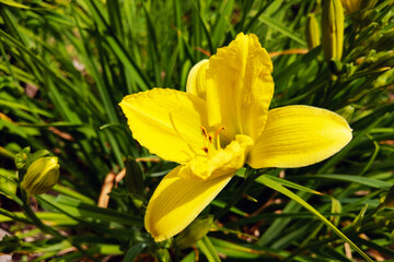 Front view of a Beautiful Yellow Lily Blooming in the garden.