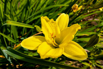 Fototapeta na wymiar Vibrant yellow lilies in a summer garden.