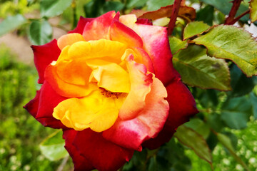 Macro, shallow depth of field image of a single red and yellow rose.