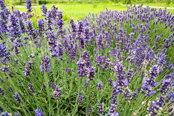 Lavender flower field diminishing to distant soft focus but with emphasis on front as a horizontal image.