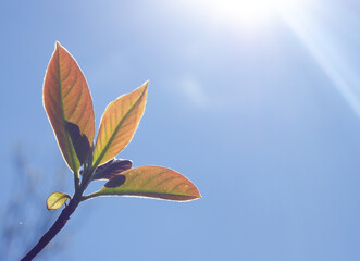 Young leaves and blue sky  background.