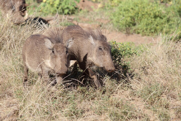 Fototapeta premium Warzenschwein / Warthog / Phacochoerus africanus