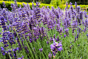 Lavender flower field diminishing to distant soft focus but with emphasis on front as a horizontal image.