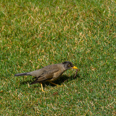 Clouse up view of Austral thrush (Turdus falcklandii) on a green grass in Patagonia, Argentina