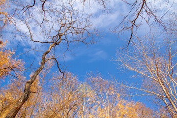 Forest trees behind dry meadow in Thailand.