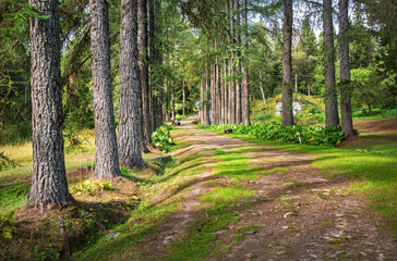 Fototapeta premium Larch alley in the Botanical Garden on the Solovetsky Islands