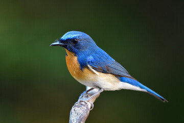 close up of beautiful blue and orang bird posting on wooden branch, Chinese blue flycatcher