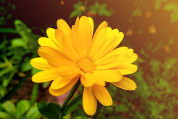 Flower calendula officinalis, pot, garden or English marigold on blurred green background. Calendula on the sunny summer day. Close up of Medicinal calendula herb for tea or oil.