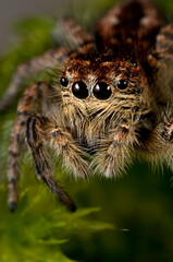 A jumping spider (Philaeus chrysops) female, Italian alps.