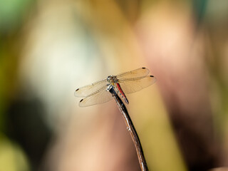 Autumn Darter dragonfly rests on a stick