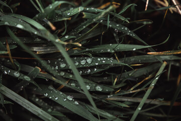 rain drops on a grass from closep grenn wallpaper