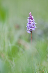 Heath spotted-orchid (Dactylorhiza maculata)