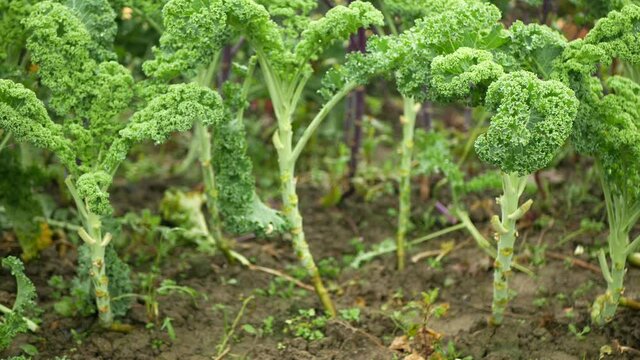 Leaf curly cabbage kale winter plant field leaves bio organic plantation harvest vegetables Brassica oleracea sabellica cultivars green, bush farming resistant frost salad ornamentals farm garden