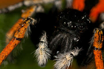 A jumping spider (Philaeus chrysops) male portrait, Italy.
