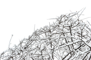 branches of an ornamental tree under the snow  against a winter gray sky in the park during a snowfall