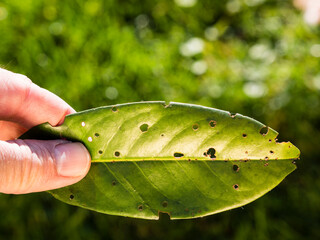 shot hole disease (Stigmina carpophila) of cherry laurel -Prunus