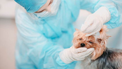 Yorkshire Terrier dog in a veterinary clinic, female veterinarian doctor cleans the dog eyes.