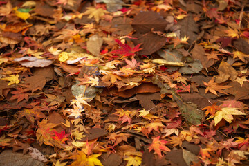 紅葉のモミジ
