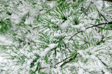 pine branches under the snow in the park during a snowfall