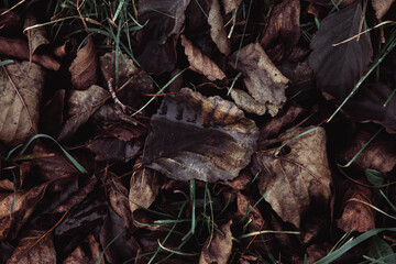 autumn leaves in the woods on the ground