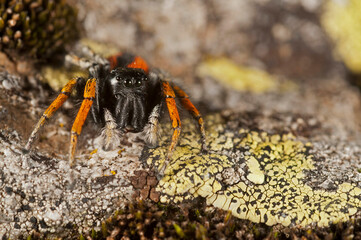 A jumping spider (Philaeus chrysops) male portrait, Italy.
