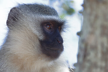 Grüne Meerkatze / Vervet monkey / Cercopithecus aethiops .