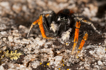 A jumping spider (Philaeus chrysops) male portrait, Italy.