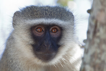 Grüne Meerkatze / Vervet monkey / Cercopithecus aethiops .