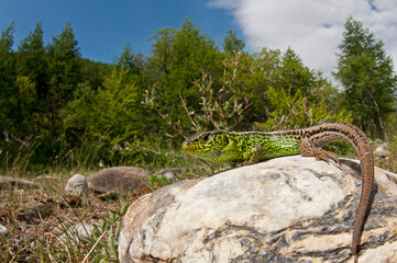 Sand lizard (Lacerta agilis) in Maritime Alps, Italy.