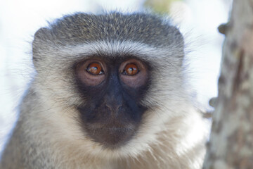 Grüne Meerkatze / Vervet monkey / Cercopithecus aethiops .