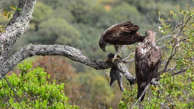 Male and female Bonelli's eagle eating a rabbit in a tree. Aquila fasciata

