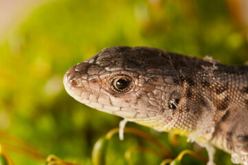 Sand lizard (Lacerta agilis) juvenile, italian alps.