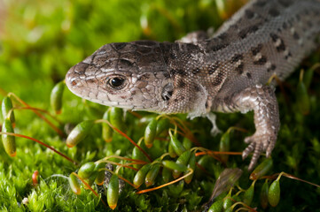 Sand lizard (Lacerta agilis) juvenile, italian alps.