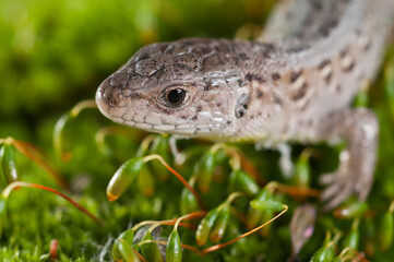 Sand lizard (Lacerta agilis) juvenile, italian alps.