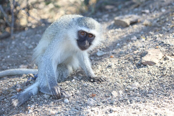 Grüne Meerkatze / Vervet monkey / Cercopithecus aethiops .
