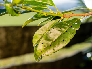shot hole disease (Stigmina carpophila) of cherry laurel