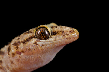 Mediterranean house gecko (Hemidactylus turcicus) portrait, Italy.