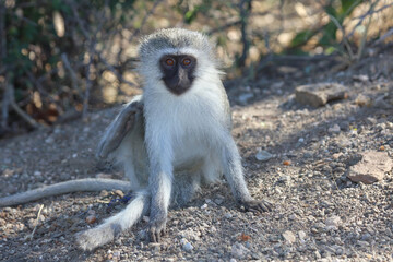 Grüne Meerkatze / Vervet monkey / Cercopithecus aethiops .